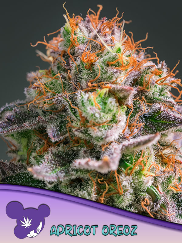 Anesia Sticker Pack - APRICOT OREOZ (10)