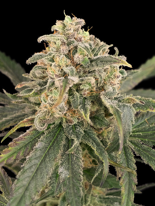 Advanced Sticker Pack - AUTO AMNESIA XXL (1)