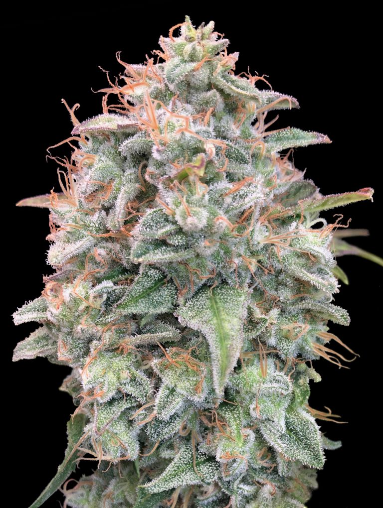Advanced Sticker Pack - AUTO BANANA COOKIES (1)