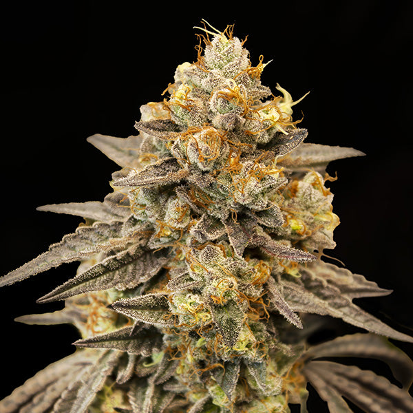 00 Seeds Sticker Pack - AUTO BISCOTTI ZKITTLEZ (3)