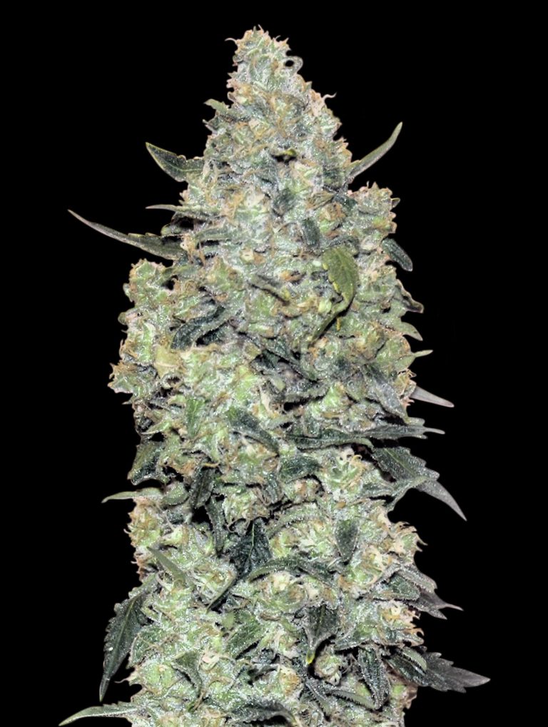 Advanced Sticker Pack - AUTO CRITICAL MASS (1)