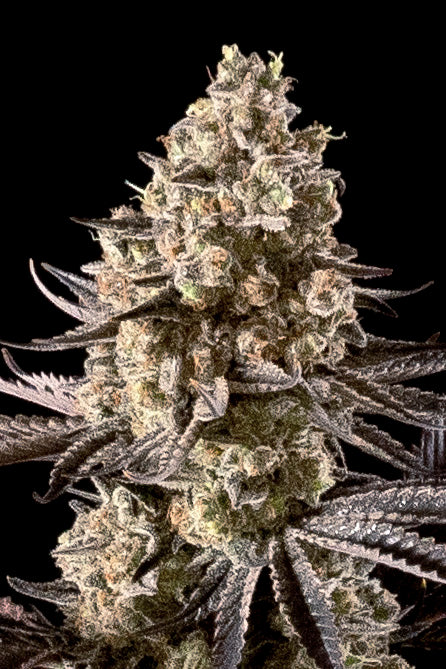 Advanced Sticker Pack - AUTO FIRE D.O.G. (1)