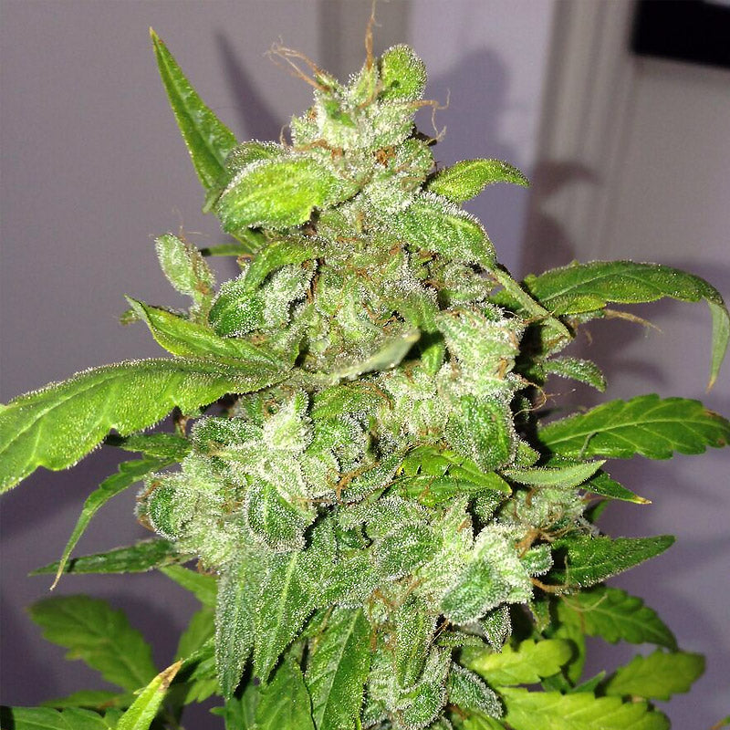 Pheno Finder Seeds Sticker Pack - AUTO LEMON BUBBLE (5)