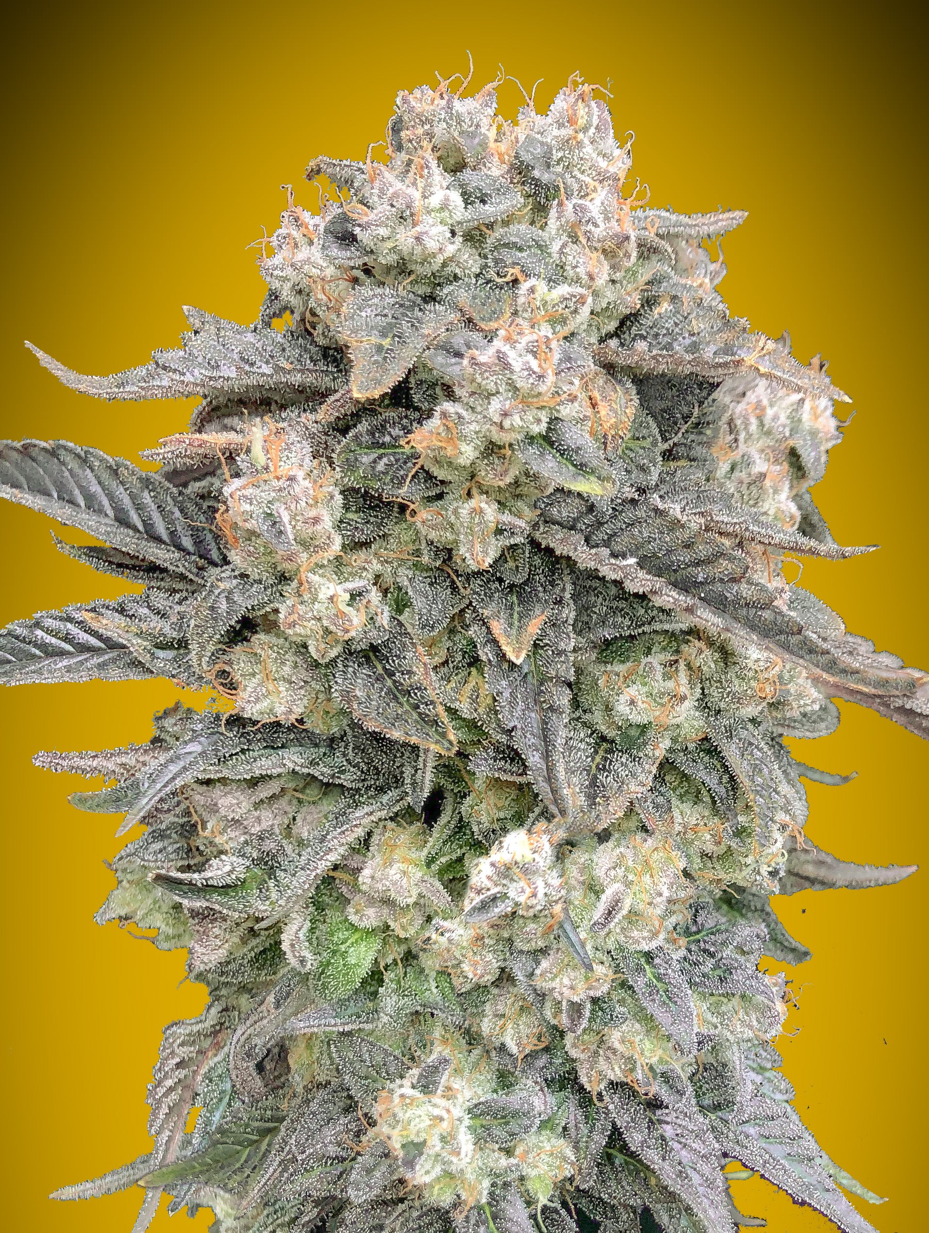 00 Seeds Sticker Pack - AUTO MIMOSA (3)