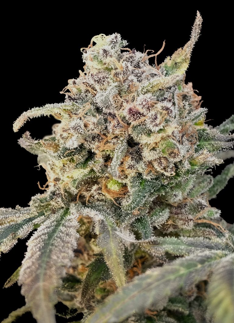 Advanced Sticker Pack - AUTO SOMANGO GLUE (1)