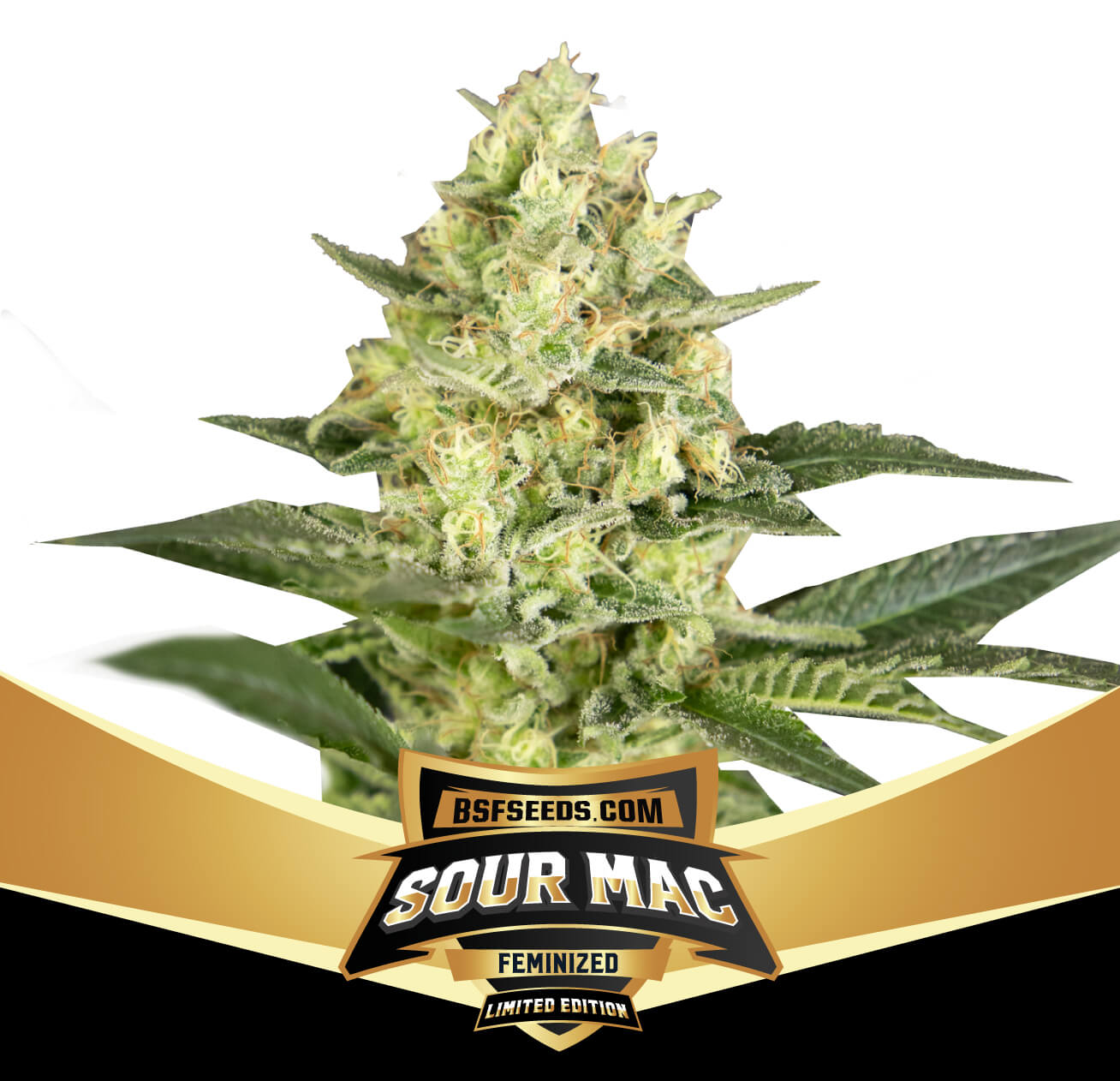 BSF Sticker Pack - SOUR MAC LIMITED EDITION (4)