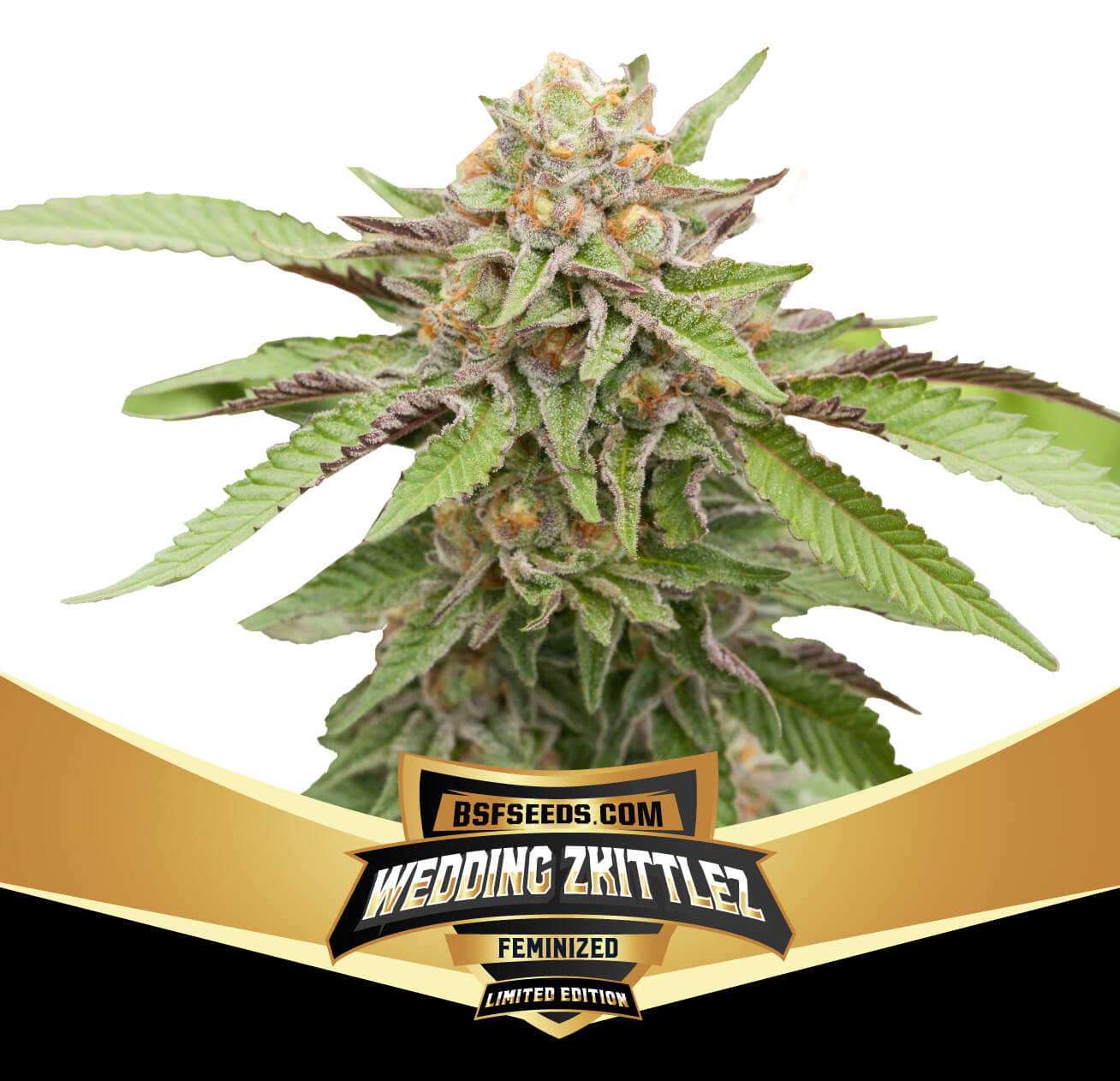 BSF Sticker Pack - WEDDING ZKITTLEZ LIMITED EDITION (4)