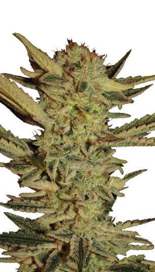 Serious Sticker Pack - BUBBLE GUM (6)