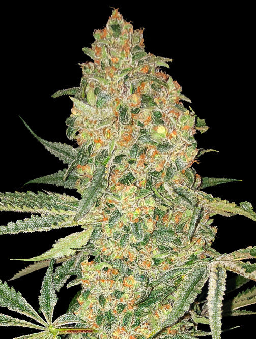 Advanced Sticker Pack - BRUCE BANNER (1)