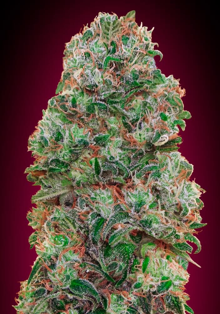00 Seeds Sticker Pack - BUBBLE GUM (3)
