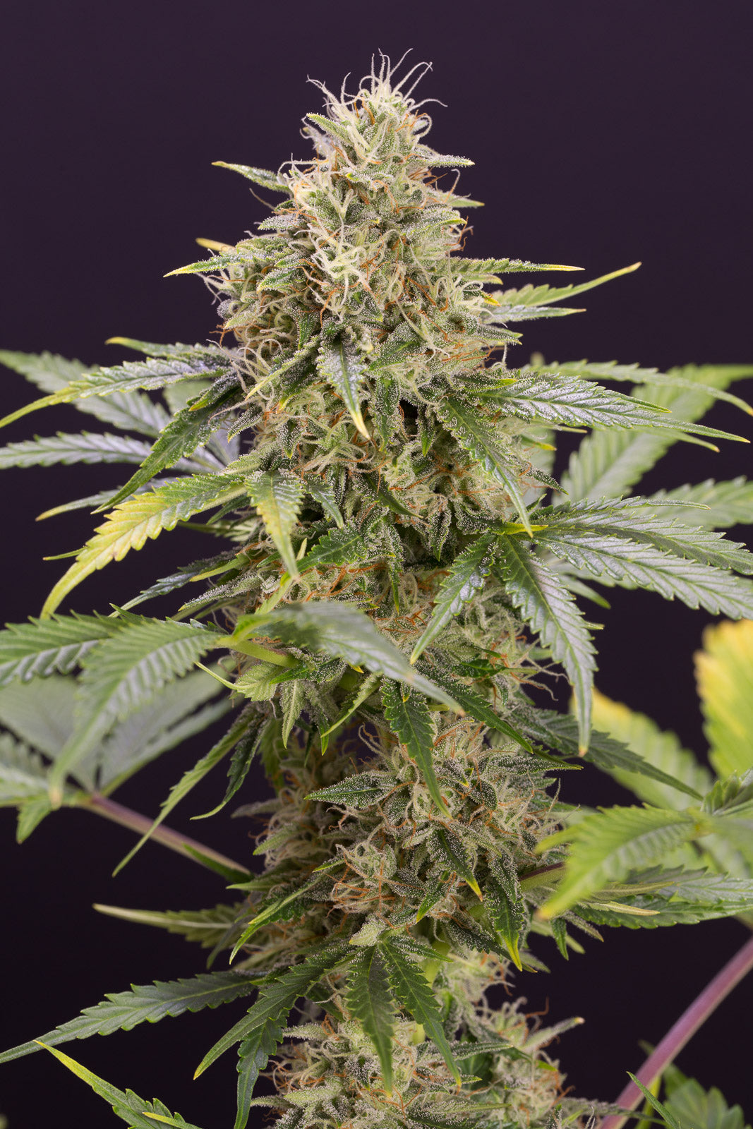 Humboldt Sticker Pack - CHOCOLATE MINT OG AUTO (3)