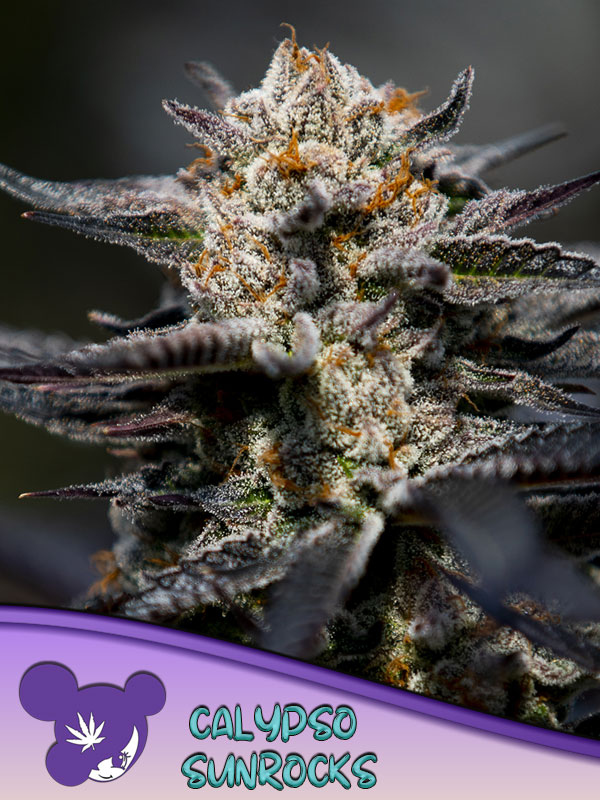 Anesia Sticker Pack - CALYPSO SUNROCKS (10)