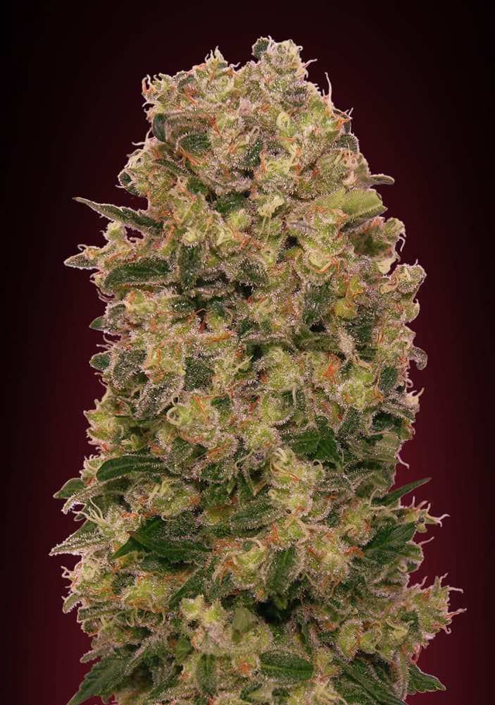 00 Seeds Sticker Pack - CARAMEL KUSH (3)