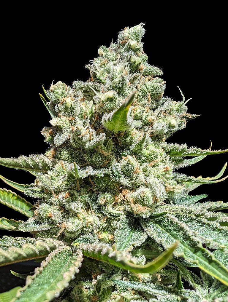 Advanced Sticker Pack - CONCORDE (5)