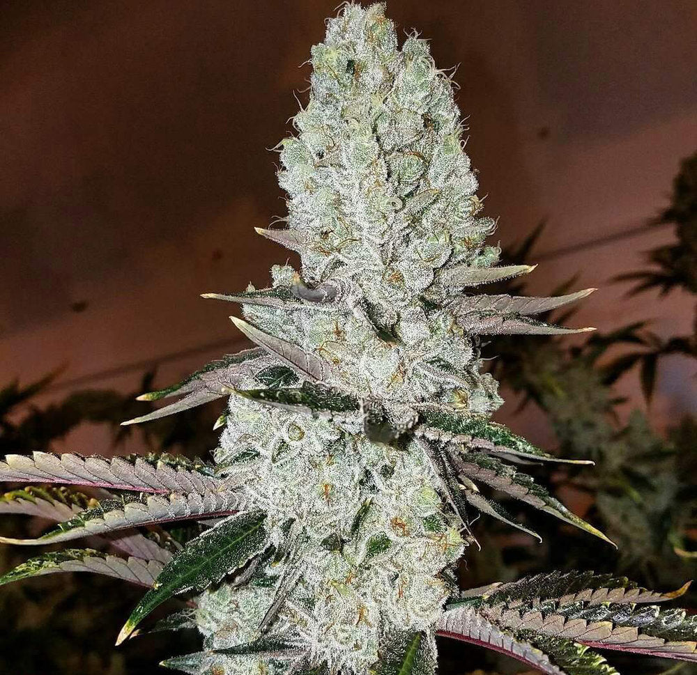 00 Seeds Sticker Pack - AUTO MANDARIN COOKIES (3)