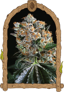 Exotic Sticker Pack - MALASAÑA COOKIES (5)