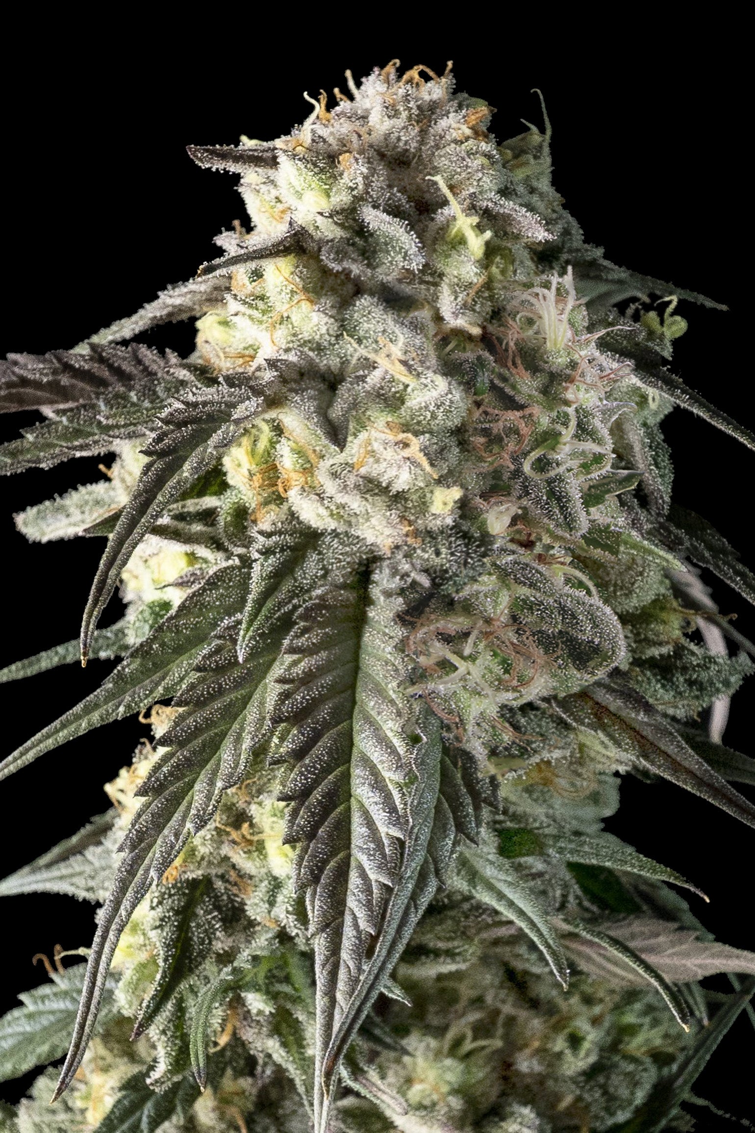 Advanced Sticker Pack - FIRE D.O.G. (1)