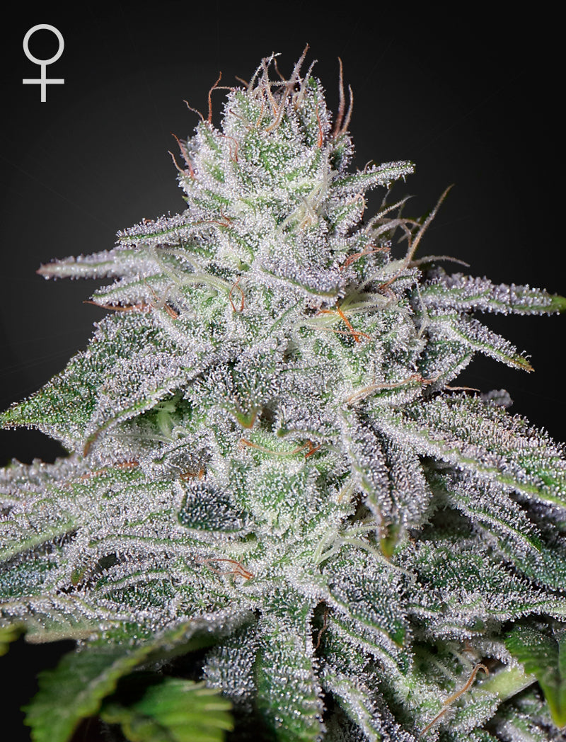 Green House Sticker Pack - FRANCO'S LEMON CHEESE (5)