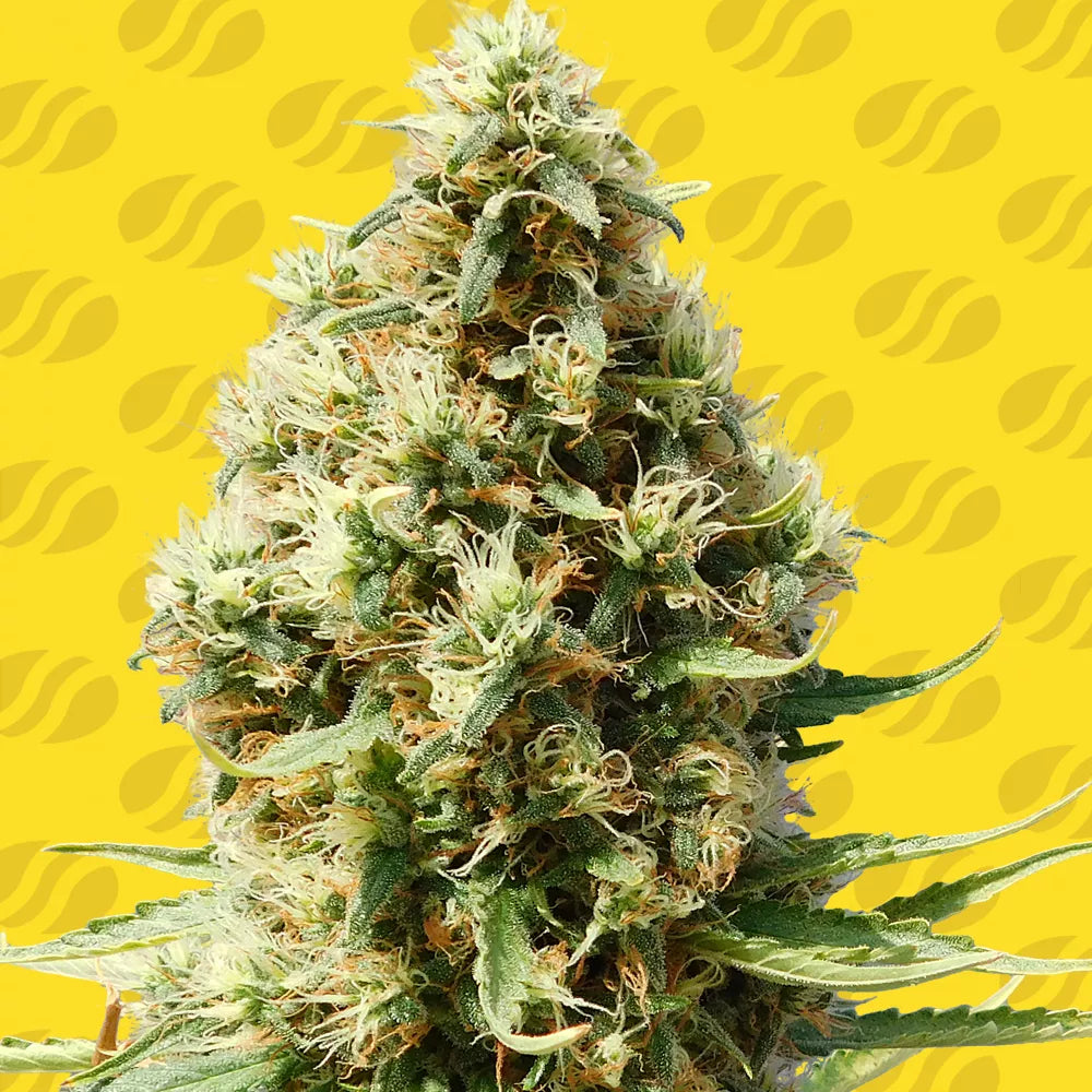 Original Sensible Sticker Pack - FROSTED GUAVA AUTO (5)