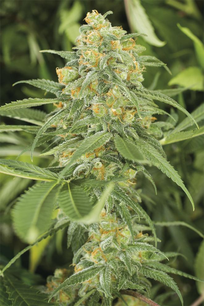 Humboldt Sticker Pack - GREEN CRACK (3)