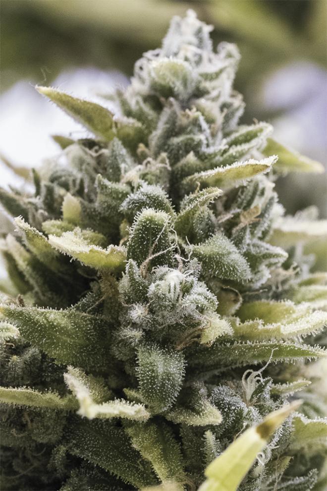 Humboldt Sticker Pack - OG KUSH AUTO (3)