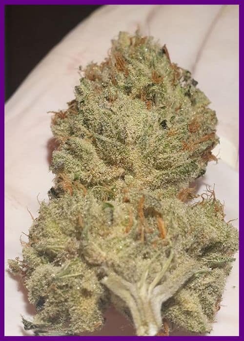 Zmoothiez Sticker Pack - JUICY DROP’Z (6)