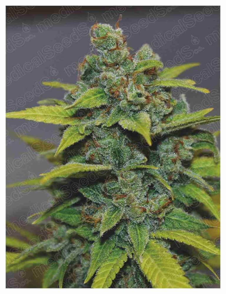 Medical Sticker Pack - BANANA ZKITTLEZ (3)