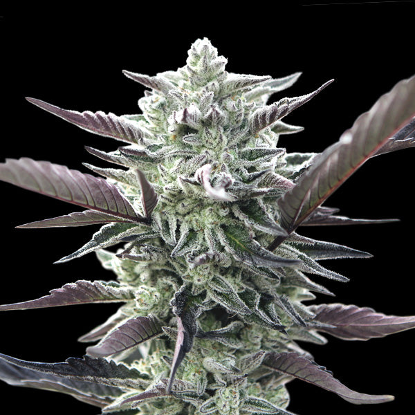00 Seeds Sticker Pack - OREOZ (3)