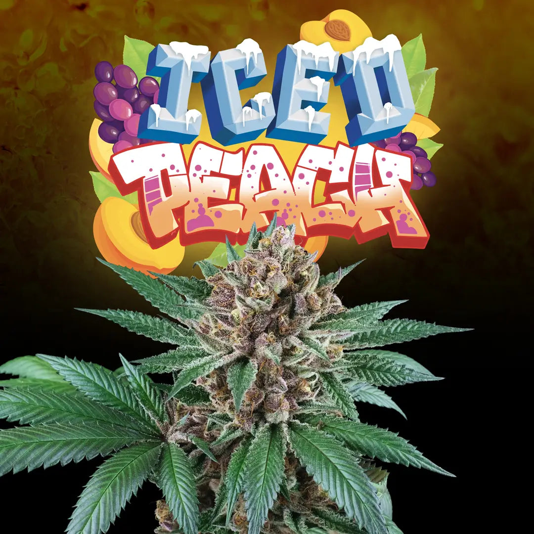 Perfect Tree Sticker Pack - ICED PEACH (6)