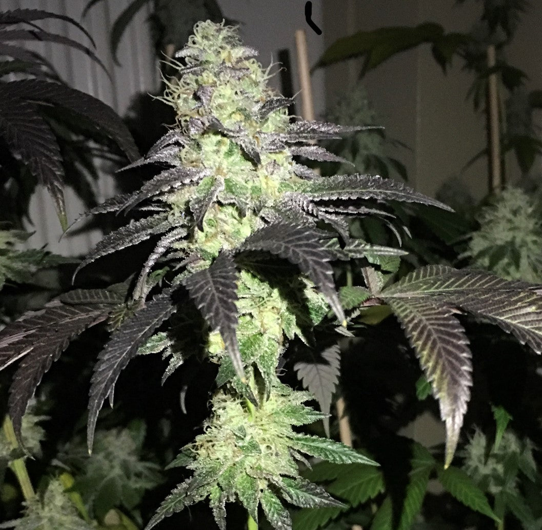 Pheno Finder Seeds Sticker Pack - DO Z DOS (5)