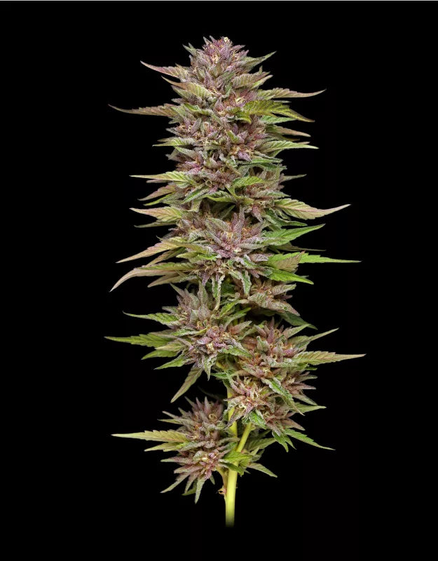 Humboldt Seed Company Sticker Pack - PINEAPPLE MUFFIN AUTO (3)