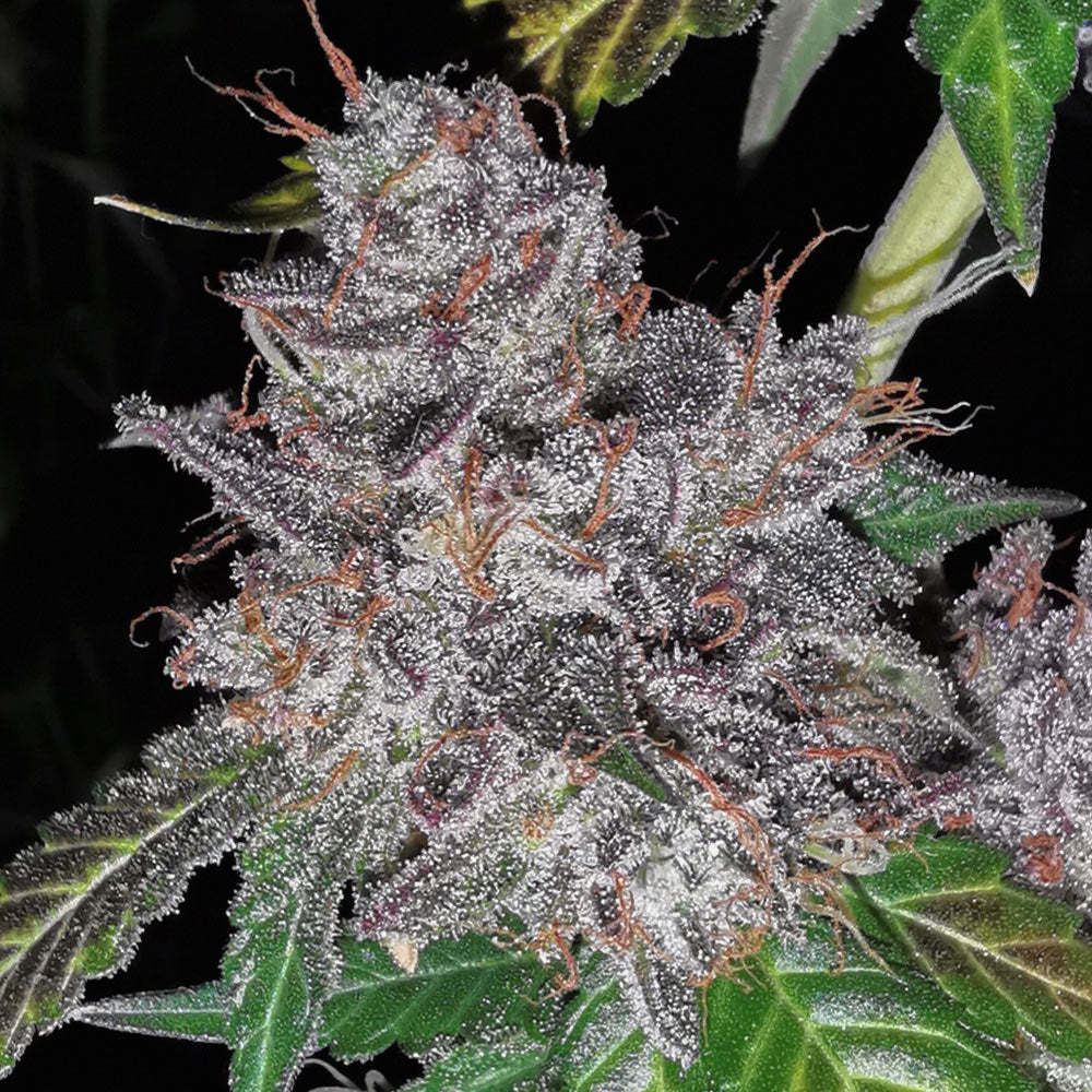 Pheno Finder Seeds Sticker Pack - RAINBOW CAKE (5)