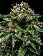 Ripper Sticker Pack - CHEMPIE (3)
