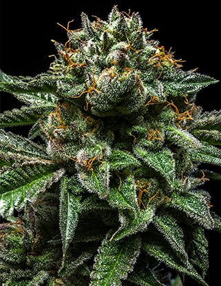 Ripper Sticker Pack - CHEMPIE (3)