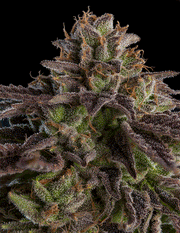 Ripper Sticker Pack - K-MINTZ (3)