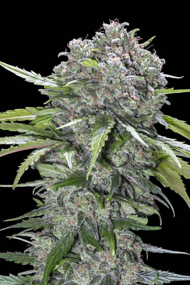 Advanced Sticker Pack - SAN BACIO BURGER (1)