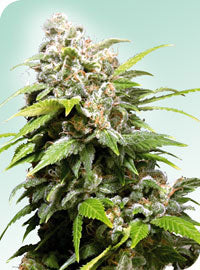 Sensi Sticker Pack - CALIFORNIA INDICA (10)