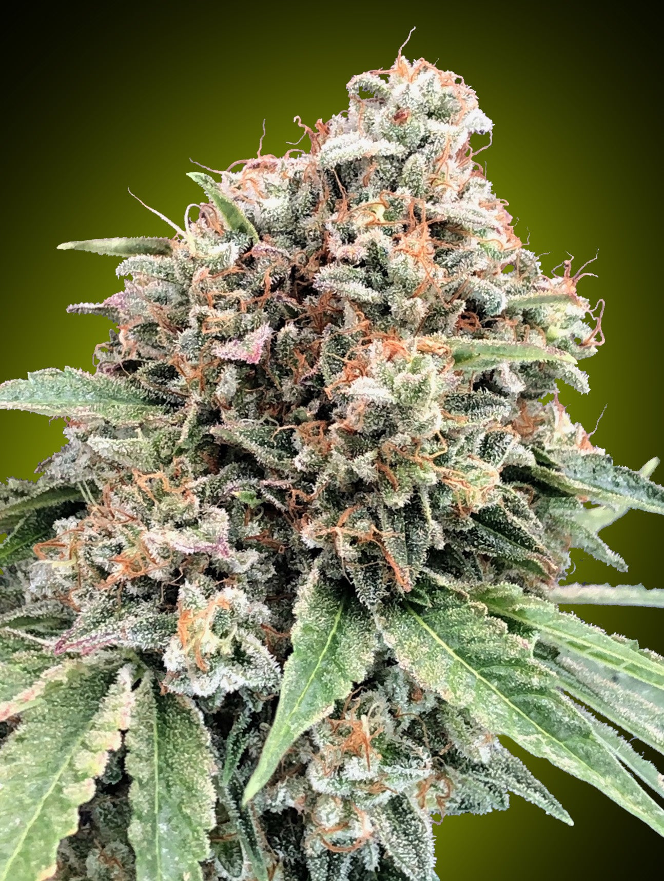 00 Seeds Sticker Pack - SWEET CRITICAL 2.0 (3)