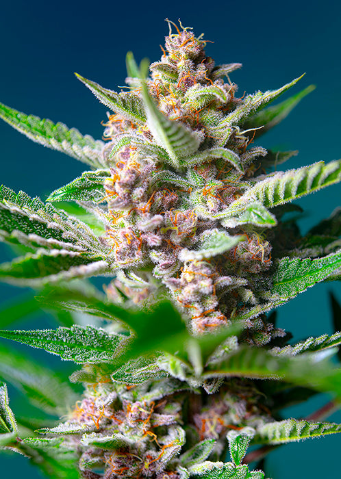 Sweet Sticker Pack - PURPLE PUNCH OG (3+1)