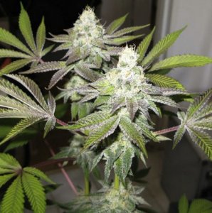 The Cali Connection Sticker Pack - 78 THE GOLD LINE (6)