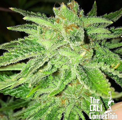 The Cali Connection Sticker Pack - STRAWBERRY OG (6)