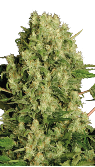 Serious Sticker Pack - WHITE RUSSIAN (6)