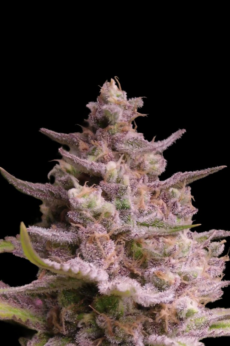 Advanced Sticker Pack - AK-TERMA (5)