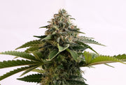 Kannabia Sticker Pack - AMNESIA DREAM XL AUTO (10+3)