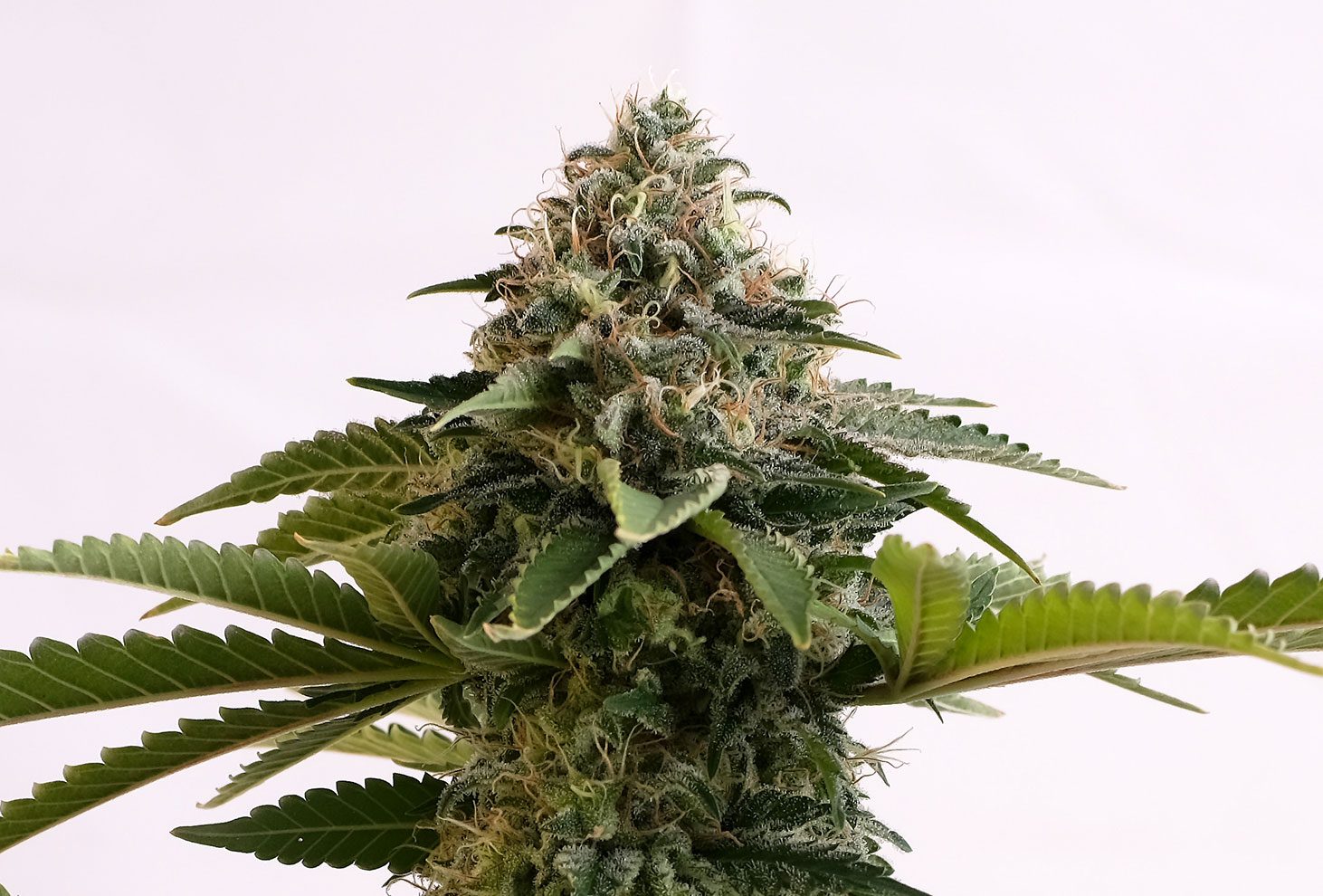 Kannabia Sticker Pack - AMNESIA DREAM XL AUTO (10+3)