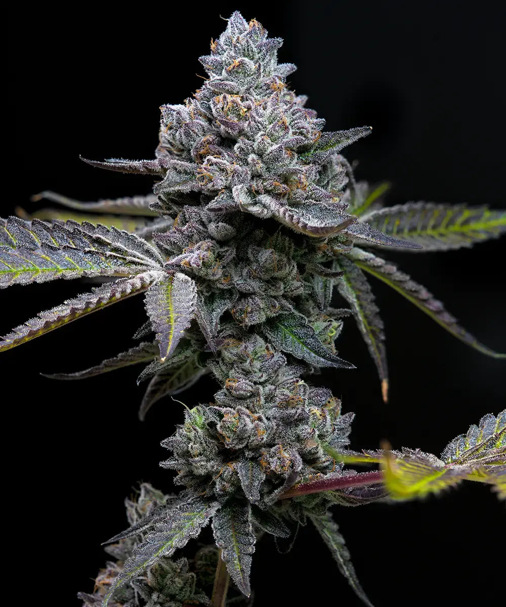 Barney's Farm Sticker Pack - APPLE FRITTER (3)