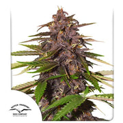 Dutch Passion Sticker Pack - FORBIDDEN CHERRY AUTO (3)