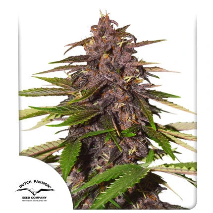 Dutch Passion Sticker Pack - FORBIDDEN CHERRY AUTO (3)