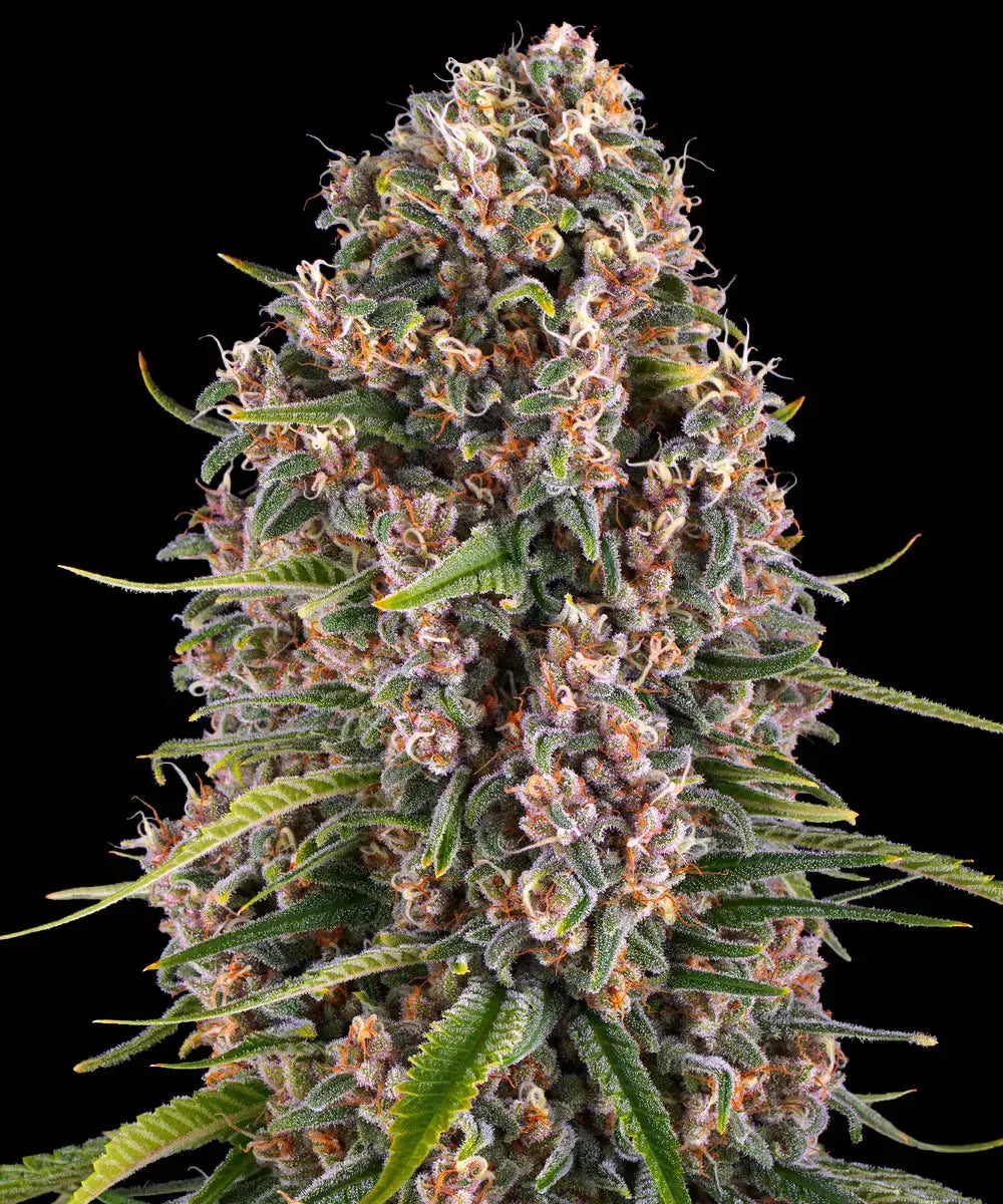 Barney's Farm Sticker Pack - BLUE CHEESE (3)