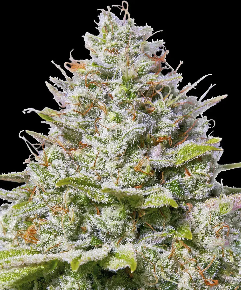 Barney's Farm Sticker Pack - BLUE GELATO #41 (5)